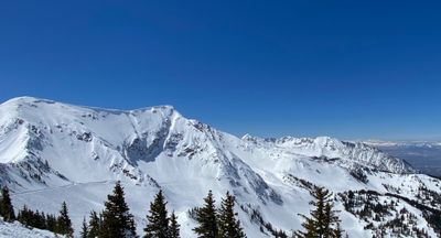 Snowbird